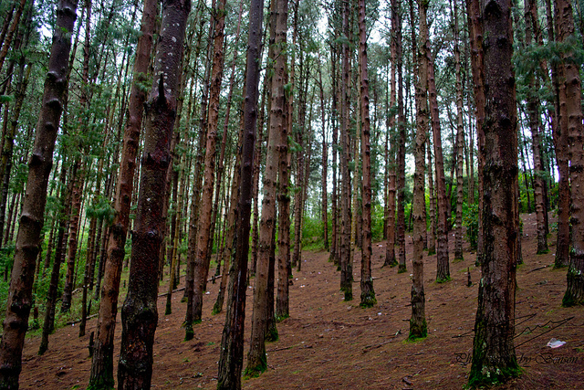 Pine Forest in Ooty
