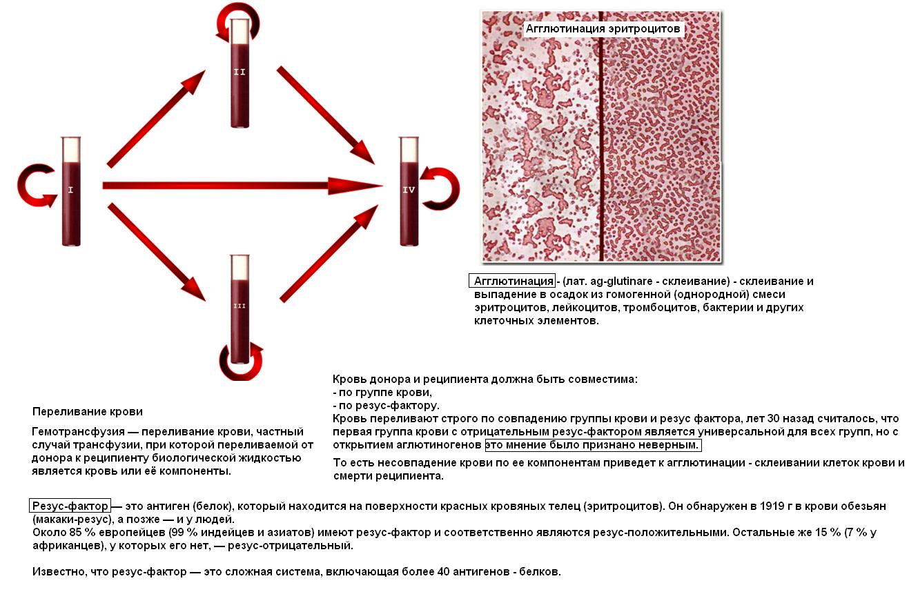 Сдать анализ крови на резус фактор. Переливание резус отрицательной крови резус положительному. Переливание крови схема с резус фактором. Переливание крови по резус фактору схема. Отрицательный резус-фактор есть агглютинация.
