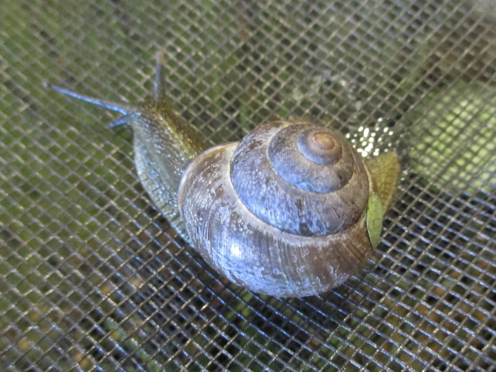 StrongStart Snail Eggs