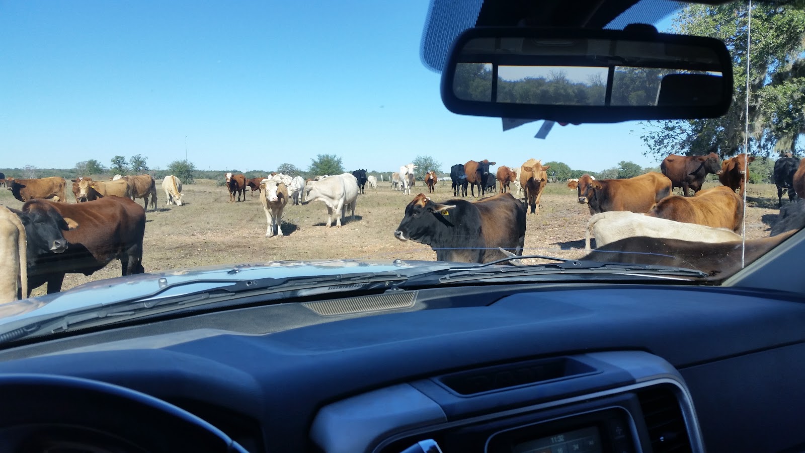 Homesteader Beef Blog Calf Diarrhea or Scours in Cattle Herds and Calf Pens
