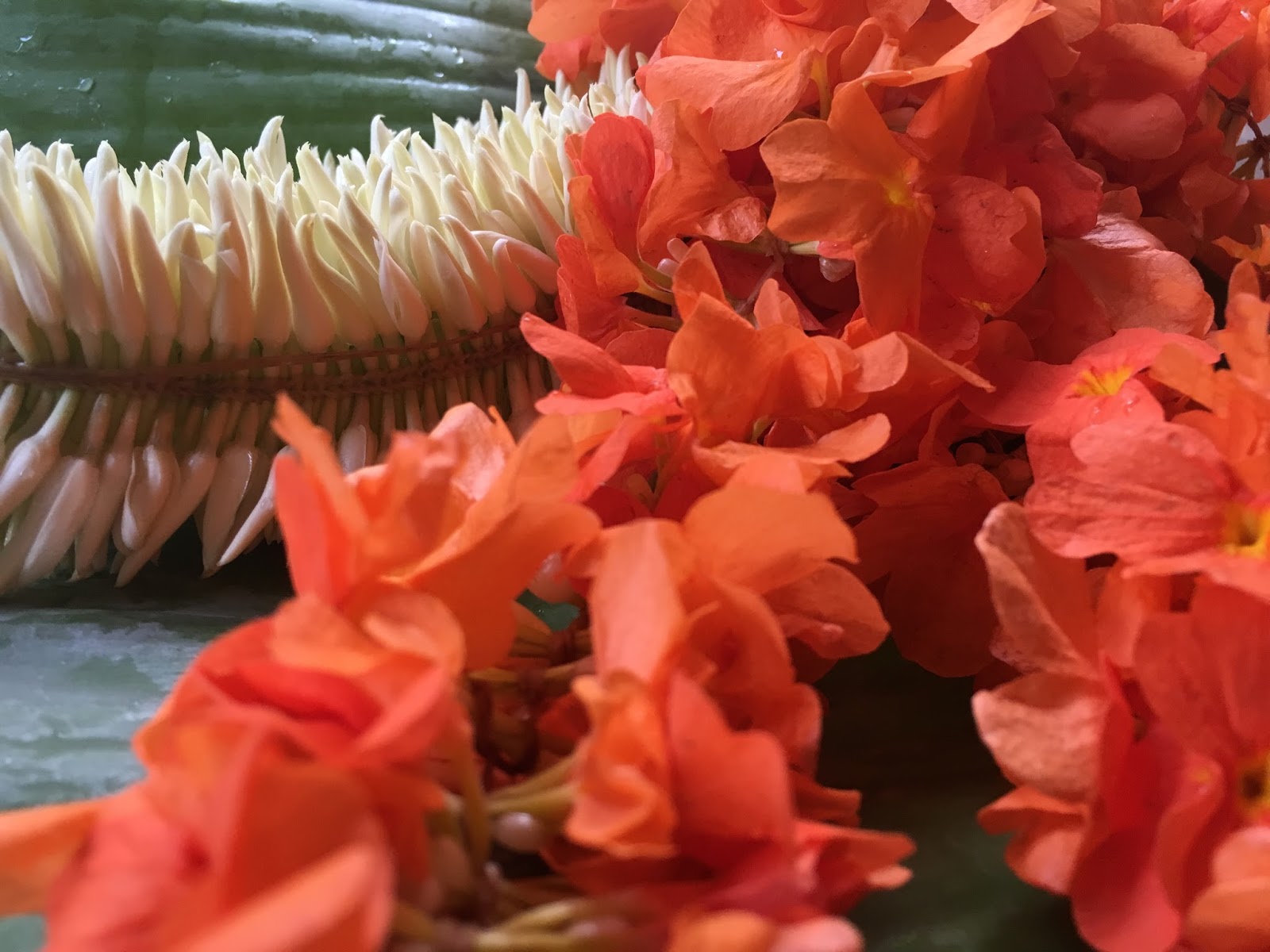 Words and Expressions Mangalorean Jasmine