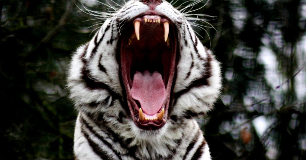 White Tiger Roar Wallpaper | Wallpapers 4k