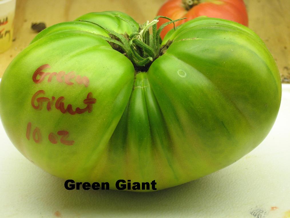 Growing Heirloom tomatoes Featured tomato Green Giant