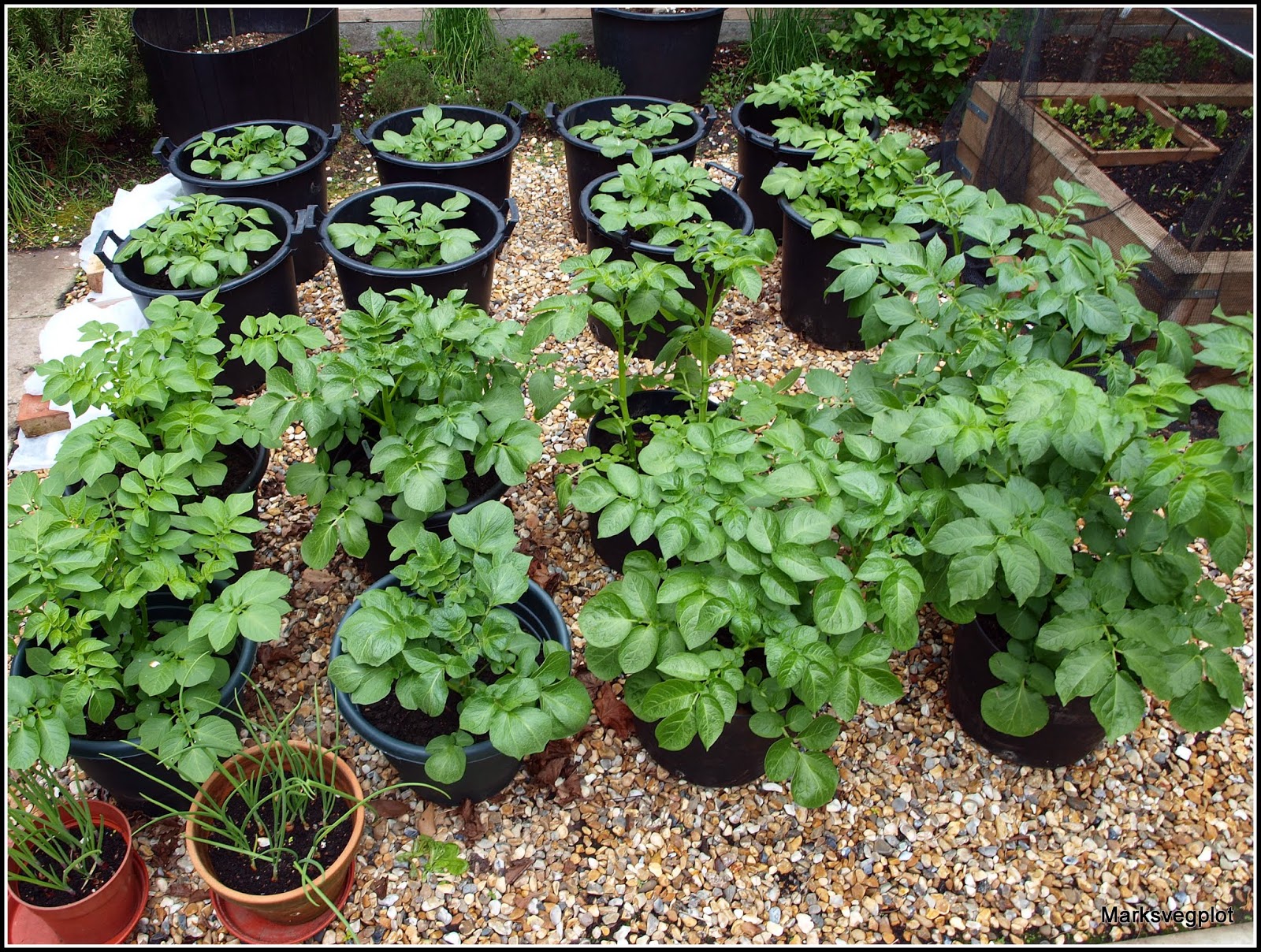 Mark's Veg Plot Growing potatoes in containers