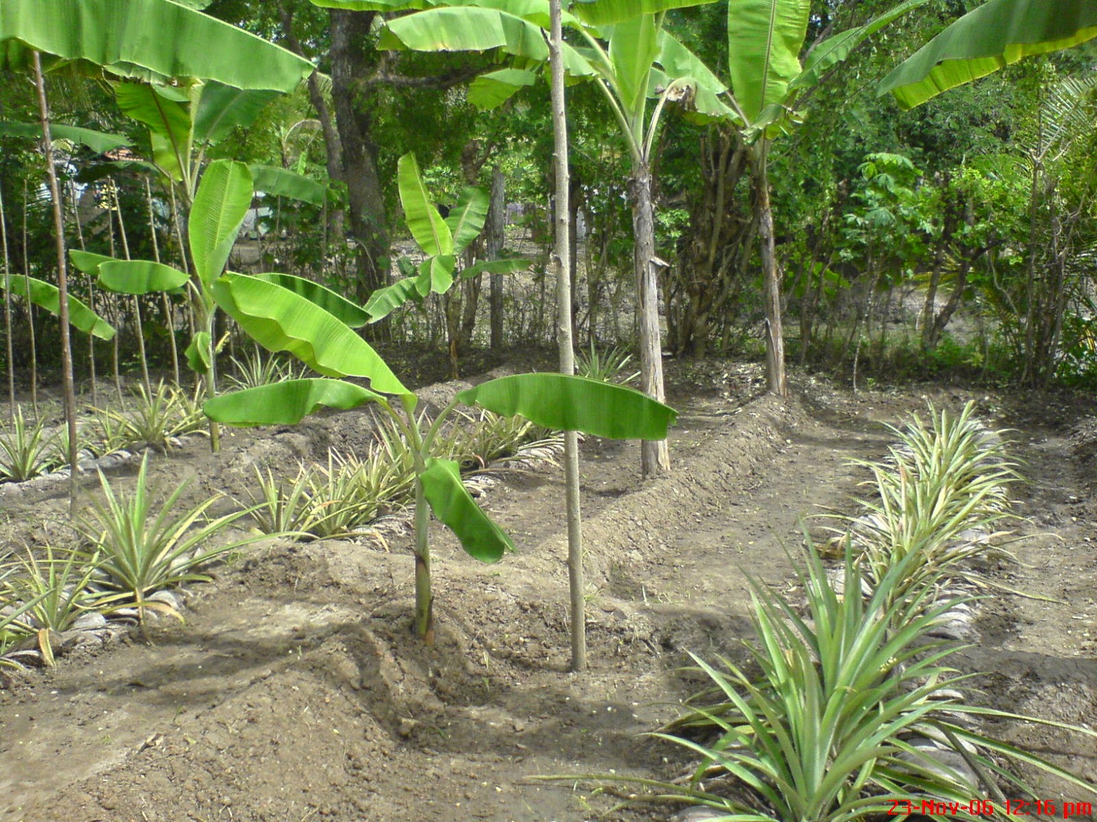 nuwan"s camera album Pineapple cultivation in sri lanka photos