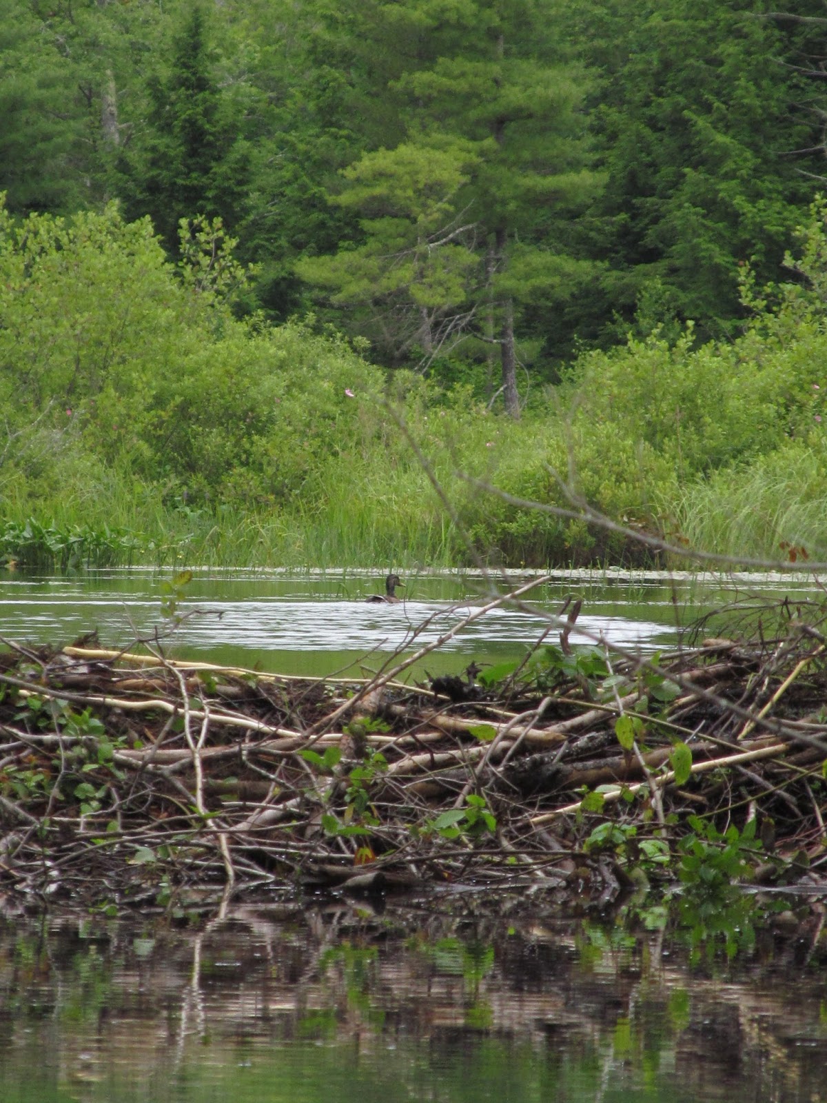 Recreational Kayaking in Maine Sokokis Lake, Limerick, ME