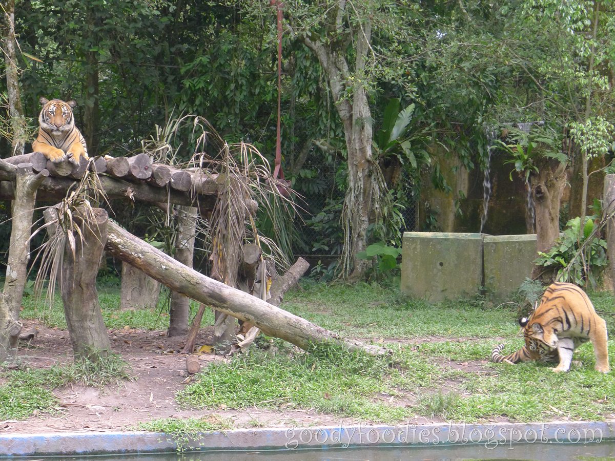 GoodyFoodies: Fun with Kids: Zoo Negara Malaysia