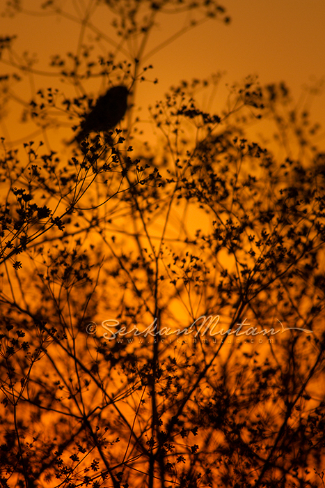 House sparrow Passer domesticus