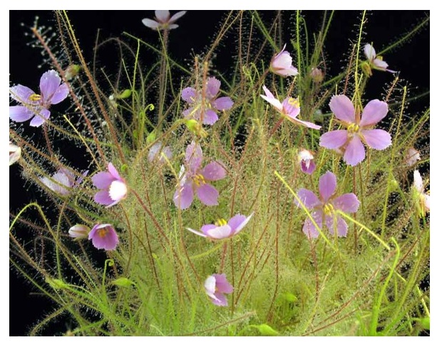 Библис гигантский в австралии Библис гигантский в австралии