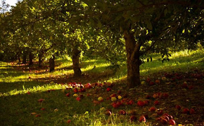 Авалон - мит и реалност Apple-orchard-avalon