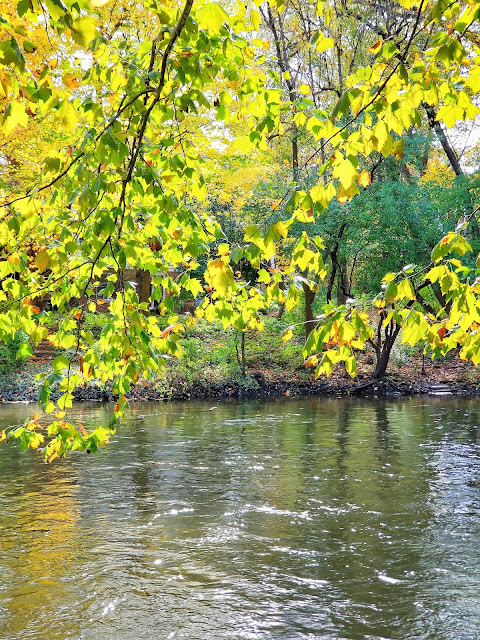 tree branches hanging low on water tree branches hanging low on water