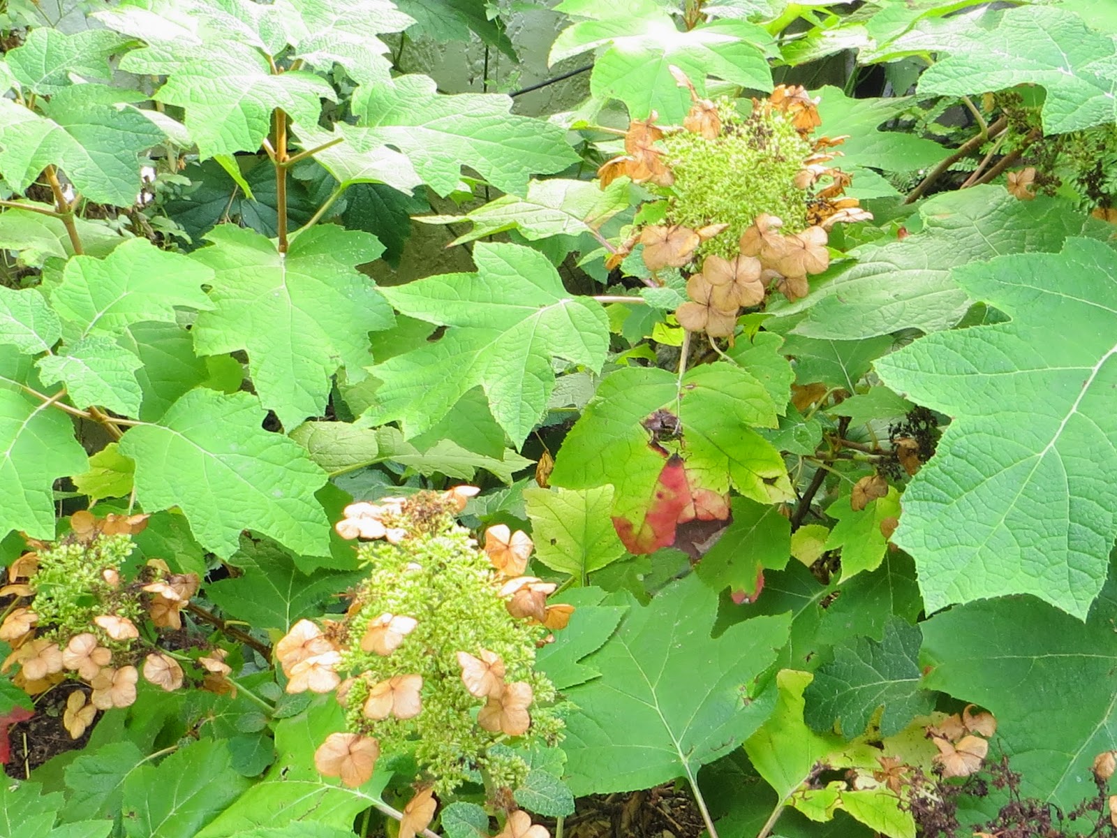 Hydrangea Quercifolia Sikes Dwarf Native Hydrangea