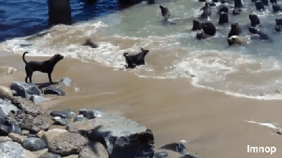 20171202213043_avdydwyi.gif