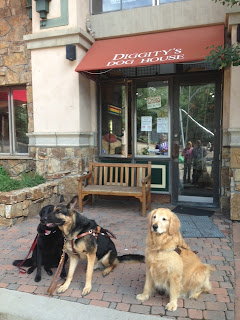 Guide dogs waiting for their next adventure in front of Diggity's Doggs restaurant