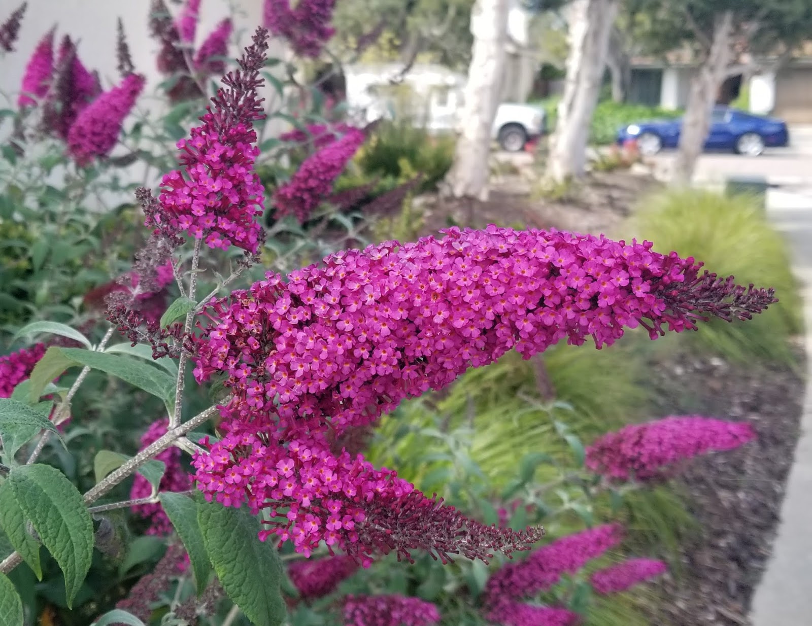 Shirls Gardenwatch Welcome Buddleja Buzz Ivory