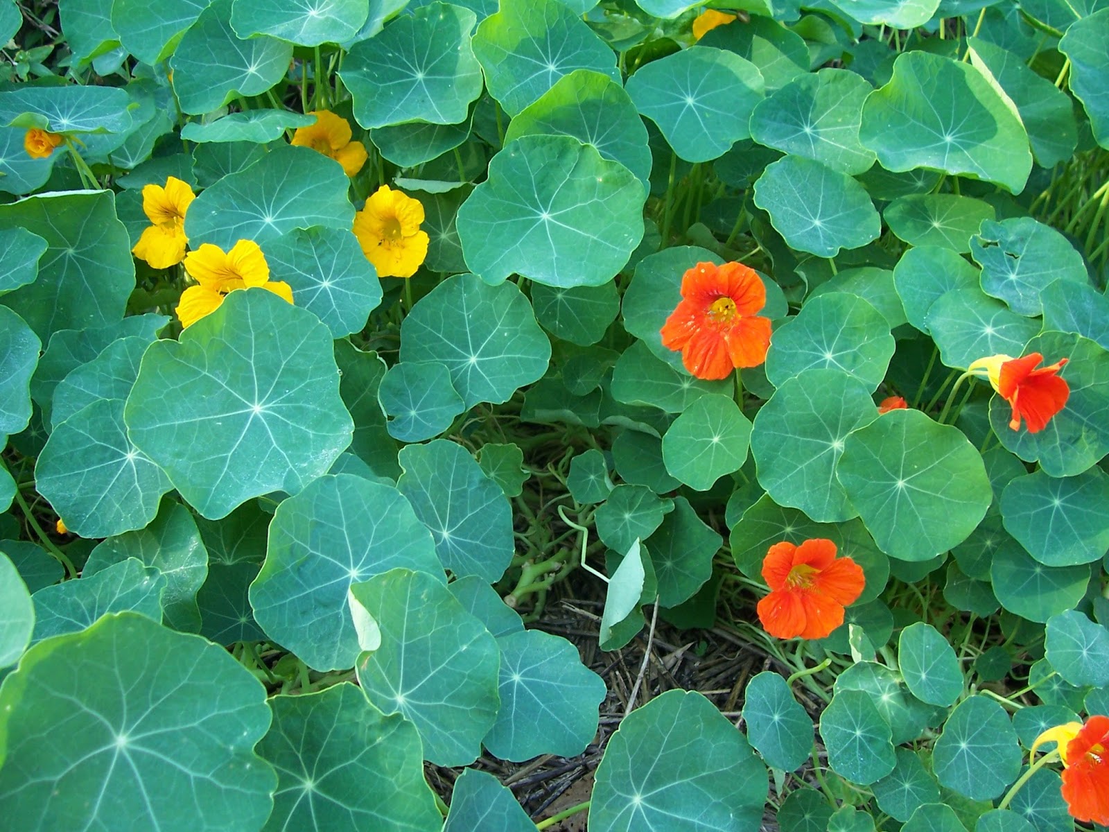 Little notes from Heather and Martin Edible weeds in my Auckland garden