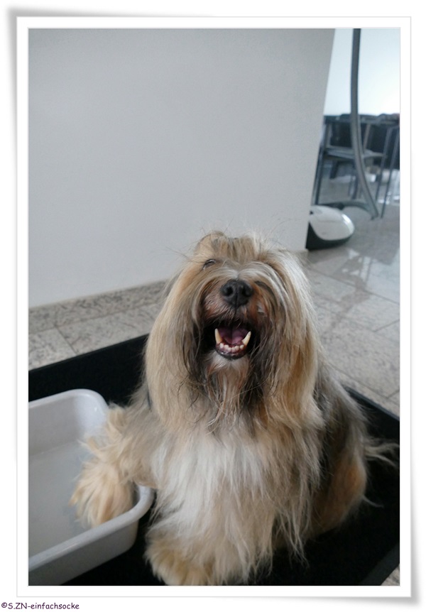 [Hundeblog] Einfach Socke Kennt Ihr noch Tilly?