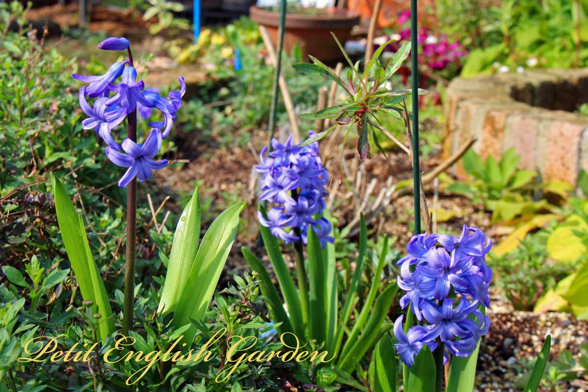 Petit English Garden of MARPLE & POIROT BLUE FLOWERS IN EARLY SPRING