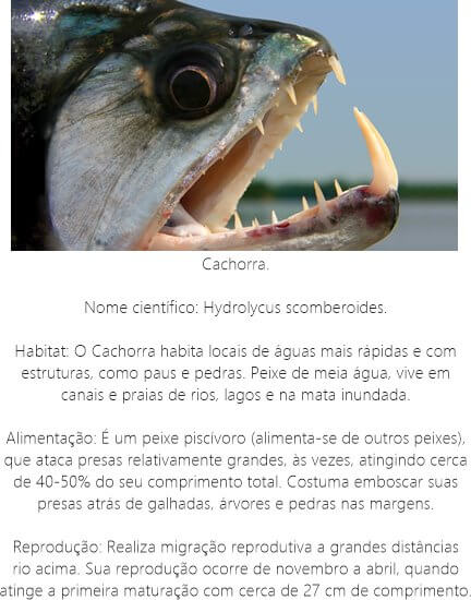 Peixe Cachorra Peixe-Cachorra