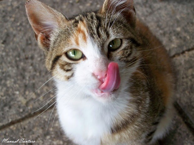 Istanbul, un simpatico gatto Istanbul, un simpatico gatto