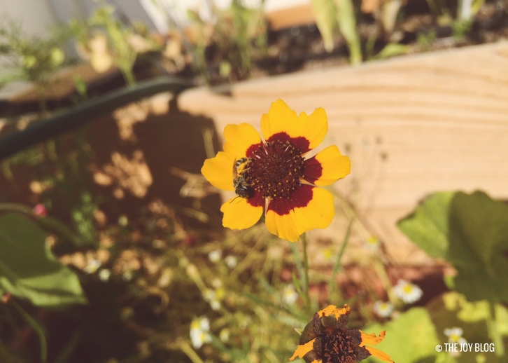 Potted Wildflower Patch Is Blooming THE JOY BLOG