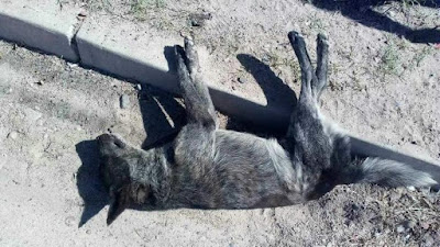 Indigna matanza de 10 perros y 4 gatos en colonia Jacinto López de Hermosillo
