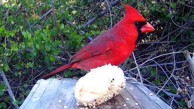 Cardinal Meets Banana - Feeding Chirp Sounds