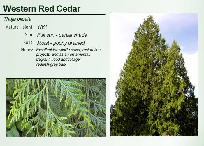 Life, Art and Travel of Lynn Myette Red Cedar and Yellow Cedar Trees