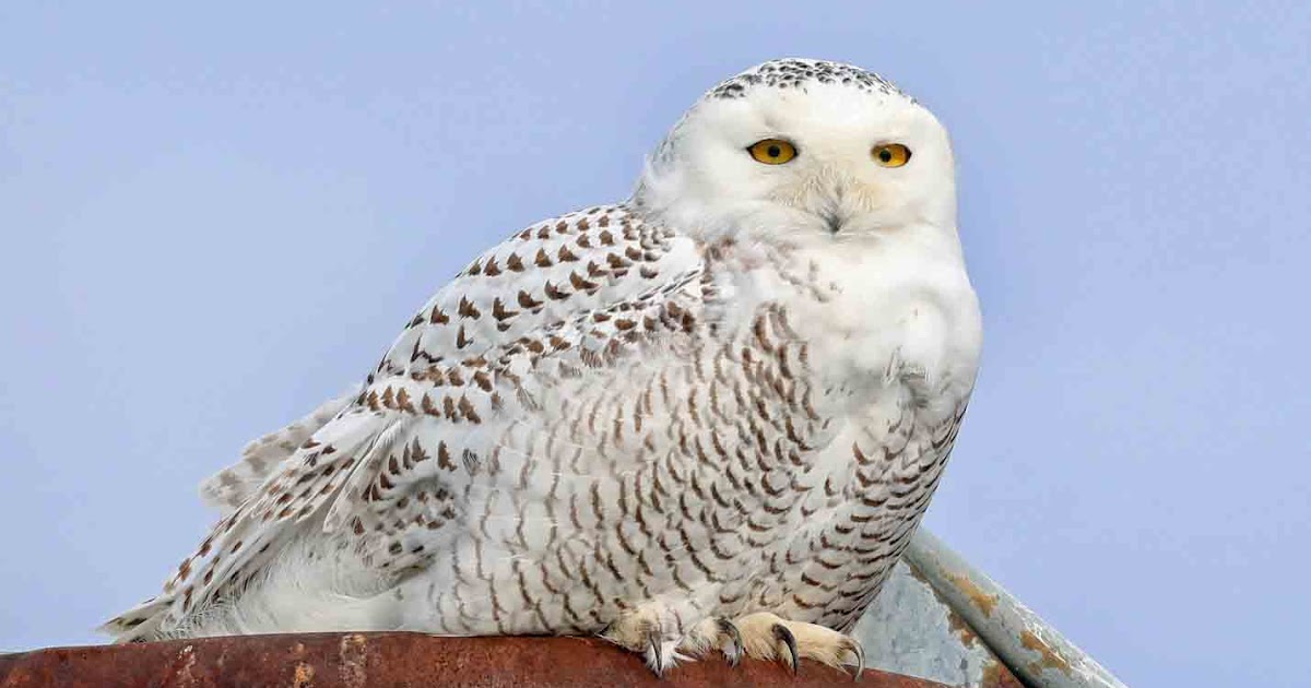 белая сова приметы. белая сова фотообои. белая сова несет яйца. белая сова приметы. белая сова приметы.