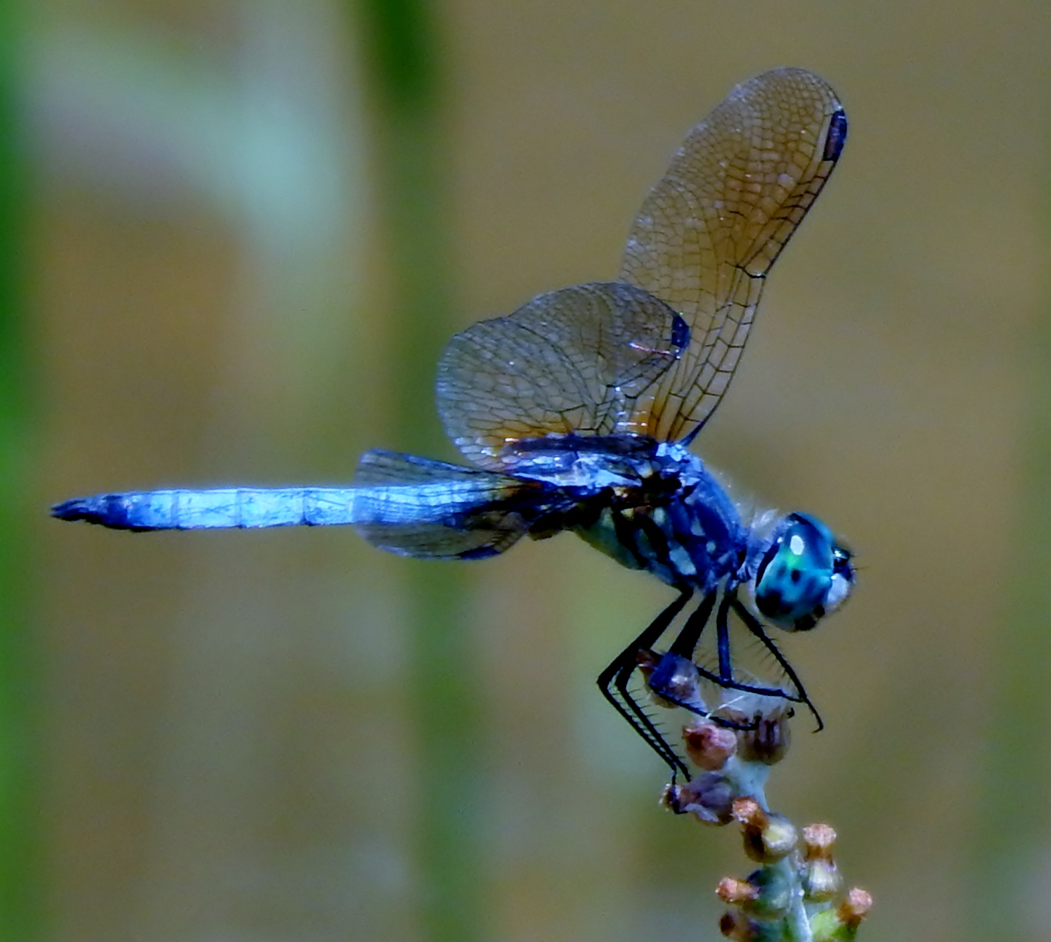 my-food-and-gardens-dragonflies