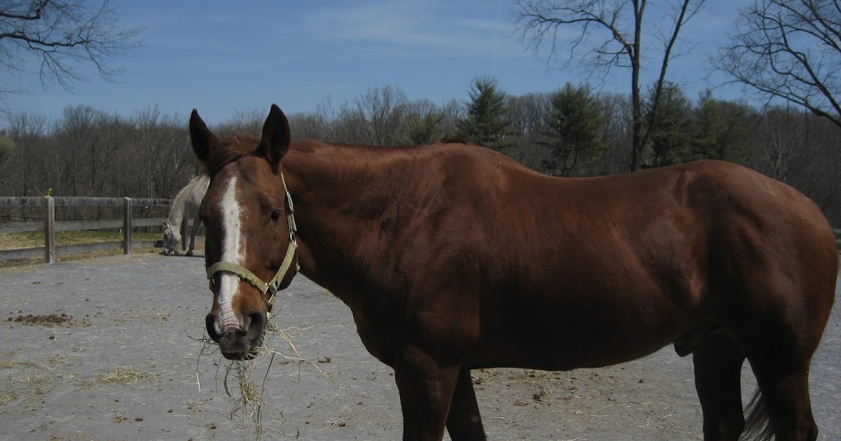 Do Horses Neigh When They Run? What is HERDA?