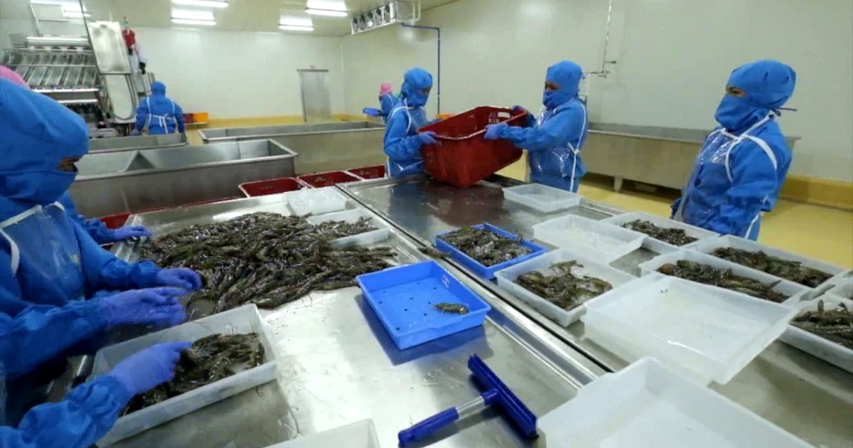 Understand Frozen Shrimp Factory Processing Step by Step Frozen