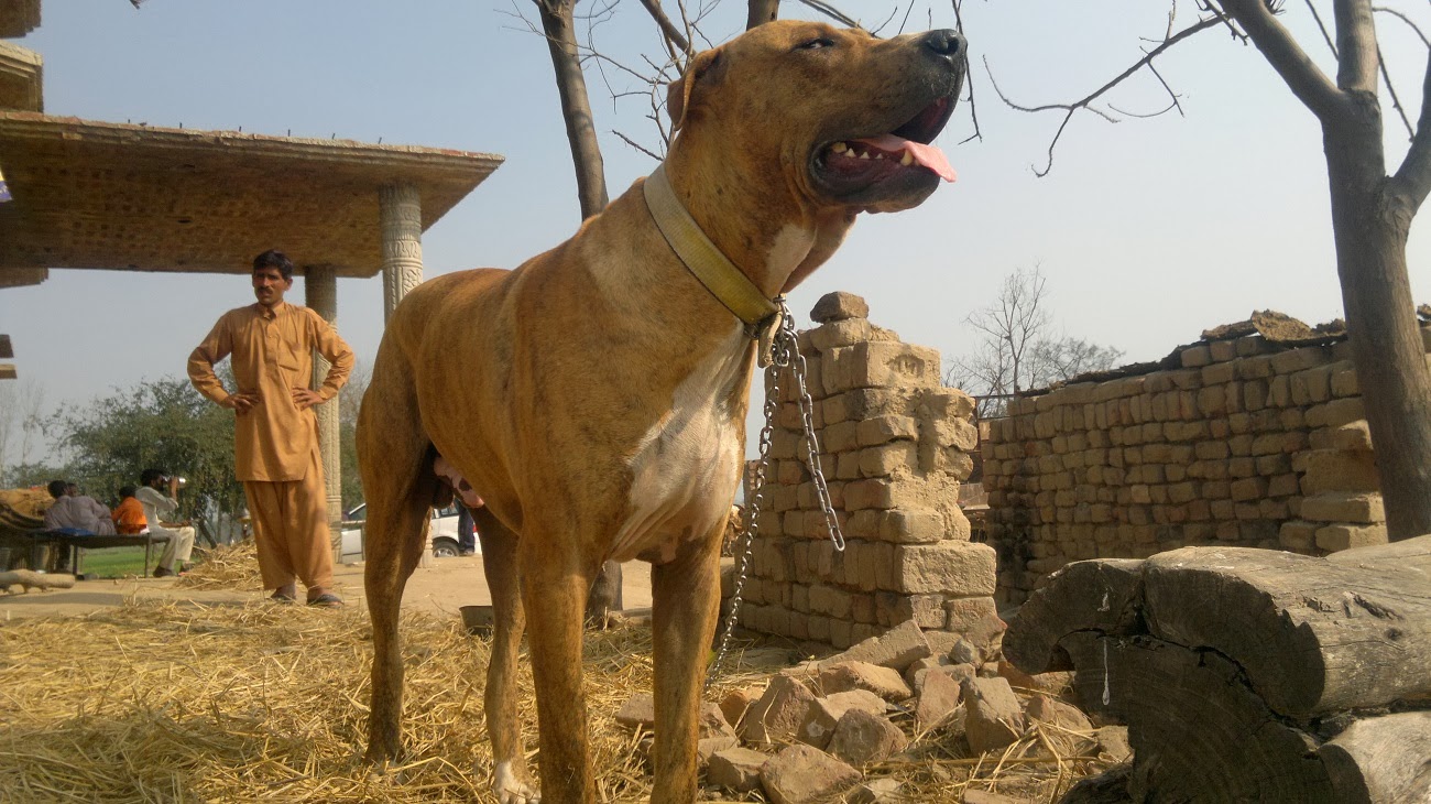 All Pakistani Big Dogs For Sale