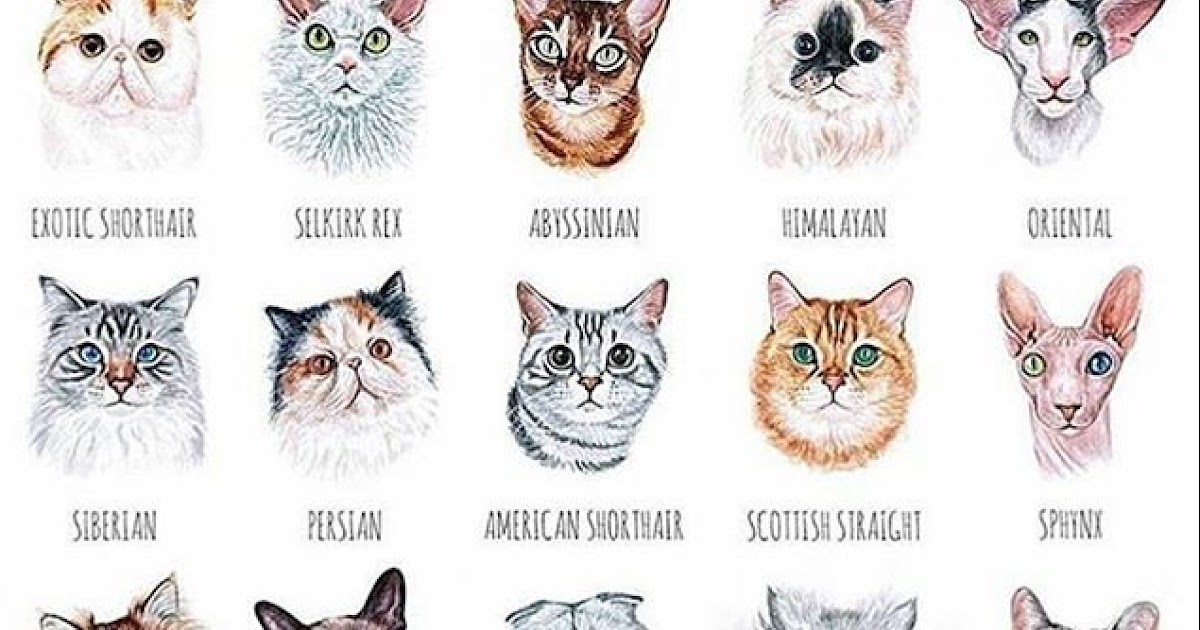 Ayvalıklı Kedi Fındık ve Sevimli Dostlar KEDİ CİNSLERİ