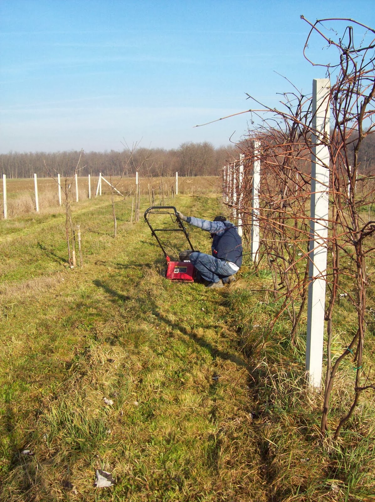 Sličice valpovačke Crvenka