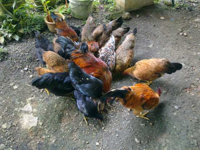 Budidaya Ayam Kampung Lengkap, Mudah dan Menguntungkan