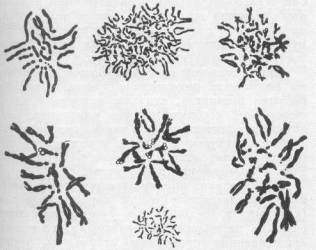 сколько хромосом у тыквы. Смотреть фото сколько хромосом у тыквы. Смотреть картинку сколько хромосом у тыквы. Картинка про сколько хромосом у тыквы. Фото сколько хромосом у тыквы сколько хромосом у тыквы. Смотреть фото сколько хромосом у тыквы. Смотреть картинку сколько хромосом у тыквы. Картинка про сколько хромосом у тыквы. Фото сколько хромосом у тыквы
