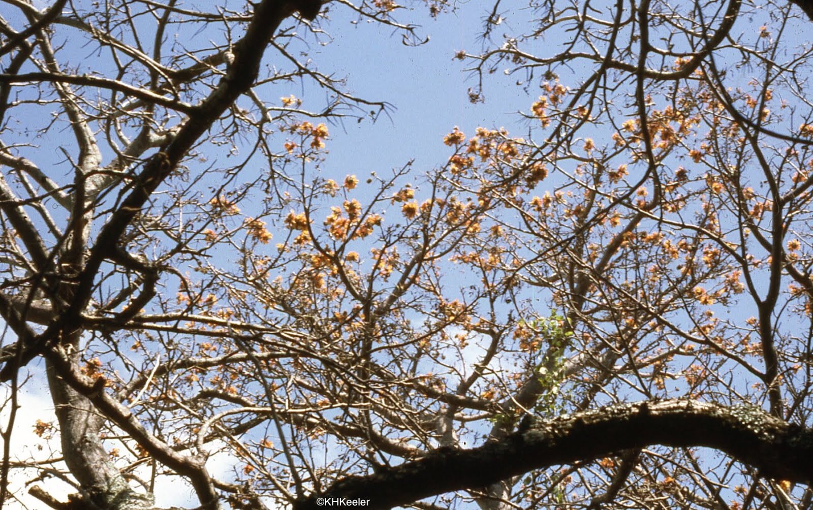 Пчела Coral дерево. Plants story
