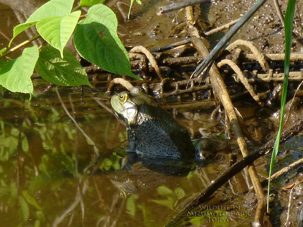 ウシガエル American Bullfrog 水元公園の生き物
