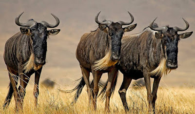 Wildebeest - animal that start with w Wildebeest - animal that start with w