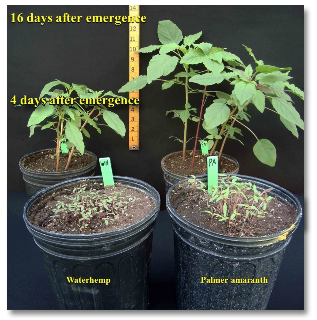 photo comparing the growth rate of waterhemp vs palmer amaranth