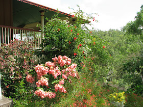 My Dry Tropics Garden: The Gardening Year Begins My Dry Tropics