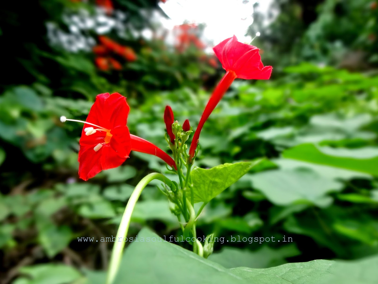 Bay Leaf Pound Cake (Whole Wheat Flour) Ambrosia