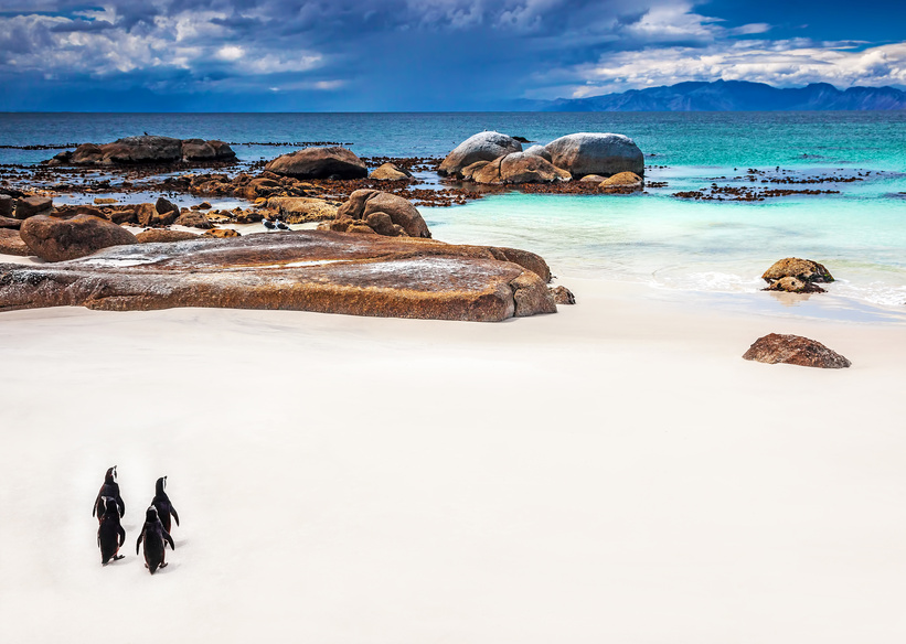 Beach of the Week: Boulders Beach, Cape Town, South Africa | SolEscapes