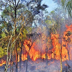 Seshachalam Forest fire threatens Tirumala Balaji shrine