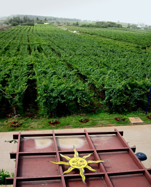 vineyard in Nashik in India