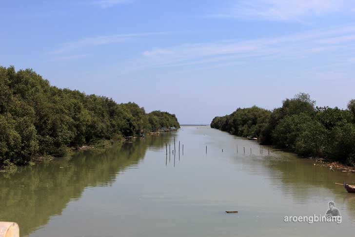 taman mangrove morosari demak
