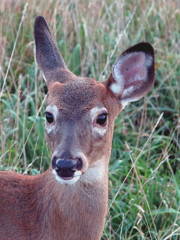 The Joyce Road Neighborhood Button Buck