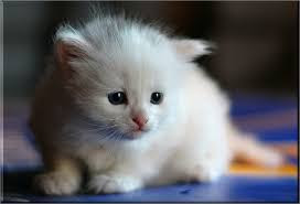 Cute And Funny Images Of White Kitten 5
