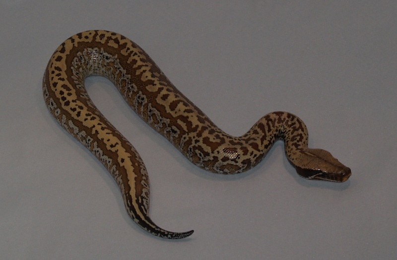 2013_Batik_M1-1.JPG